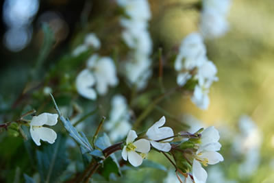 Fiori - profonfità di campo