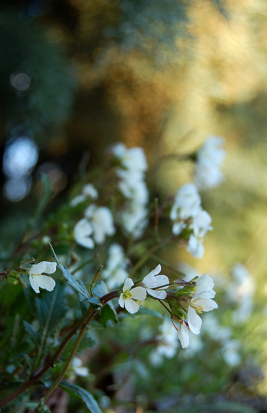 Fotografia servizio fotografico natura fiori